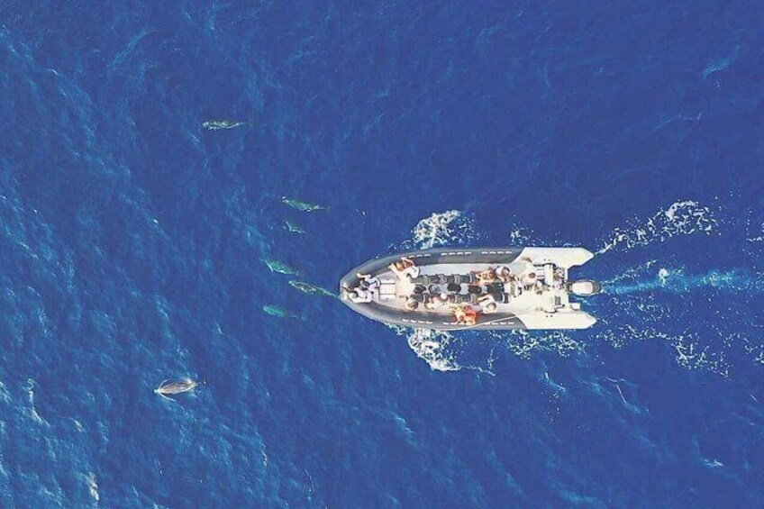 Depart Saint Raphaël: Meet the Dolphins 2