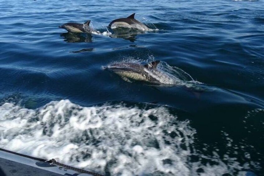 Delfine schwimmen im Meer. 1