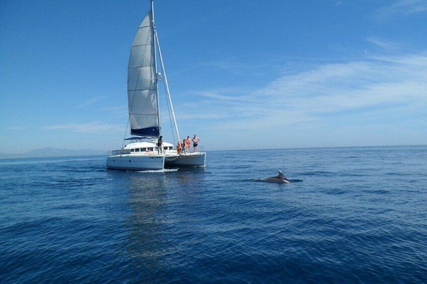 Sighting Dolphin Trip Estepona, Marbella 1