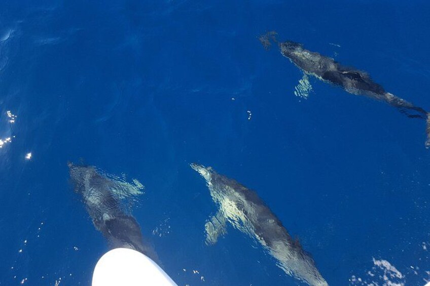 Dolphins swiming around the boat in Marbella 5