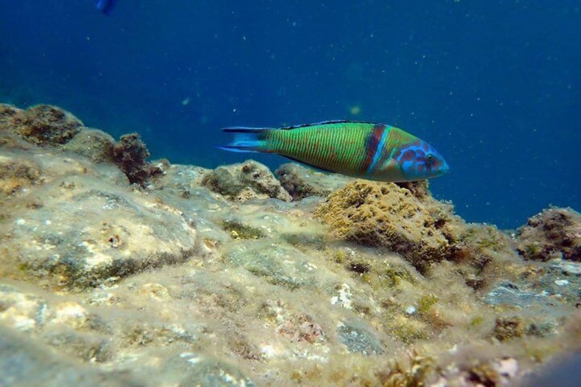 Snorkeling excursion to Tabarca Island 5