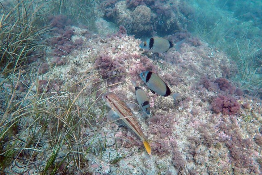 A coral reef with fish and seaweed. 2