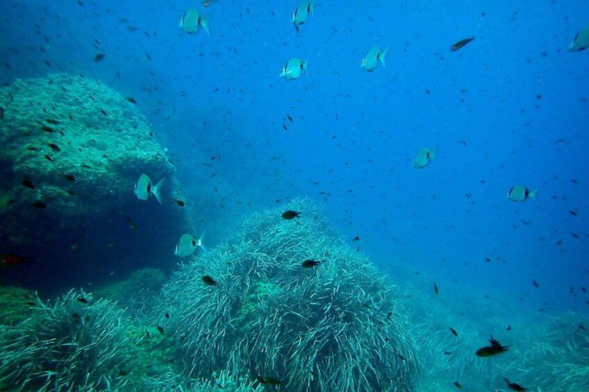Snorkeling excursion to Tabarca Island 2