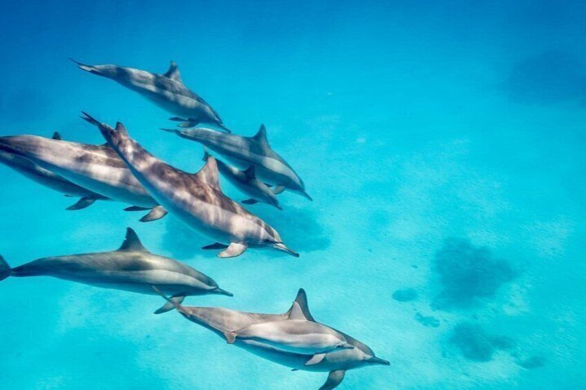 Dolphin House Red Sea Adventure 4