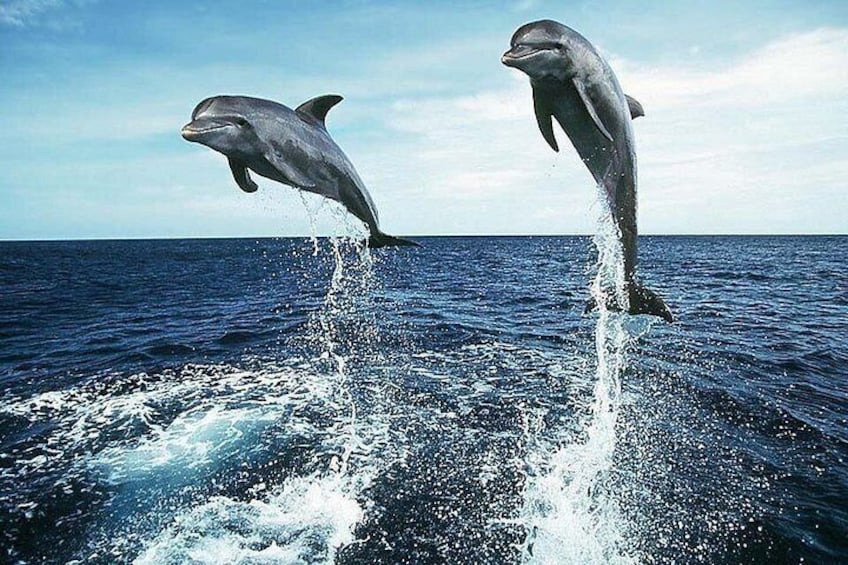 Dolphin House Red Sea Adventure 3