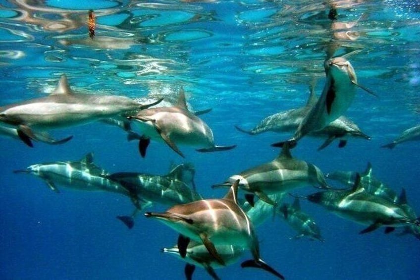 A school of dolphins swimming in clear blue water. 2