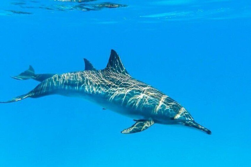 Dolphin House Red Sea Adventure 5