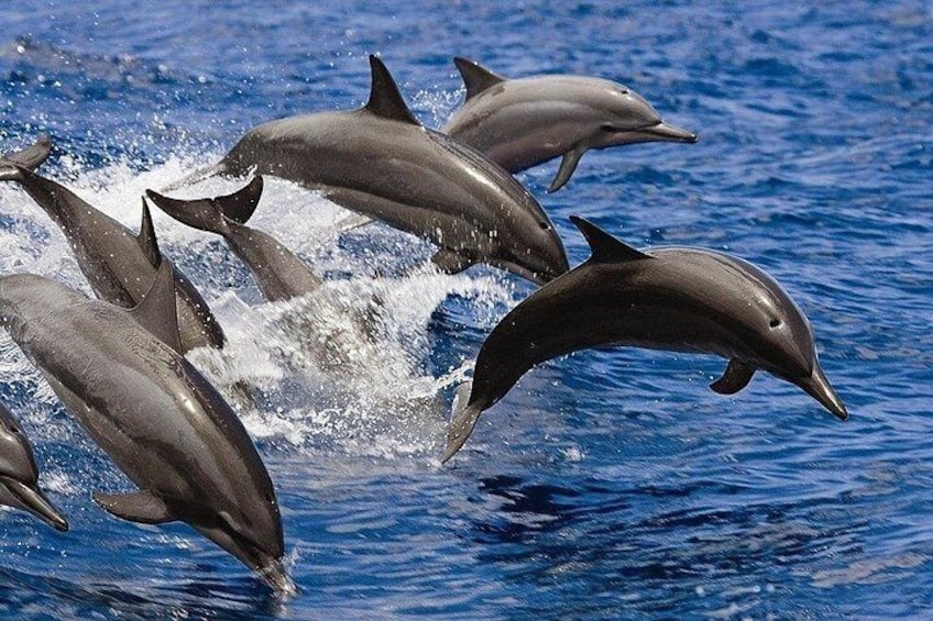 Dolphin House Red Sea Adventure 2
