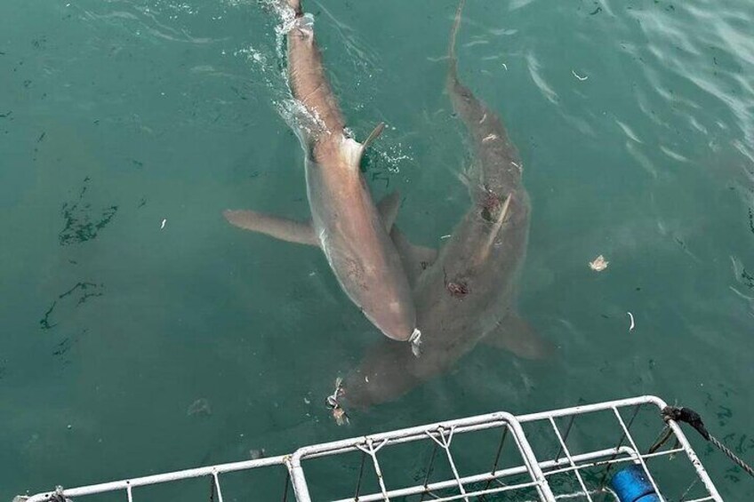 Shark Cage Diving and Viewing from Cape Town