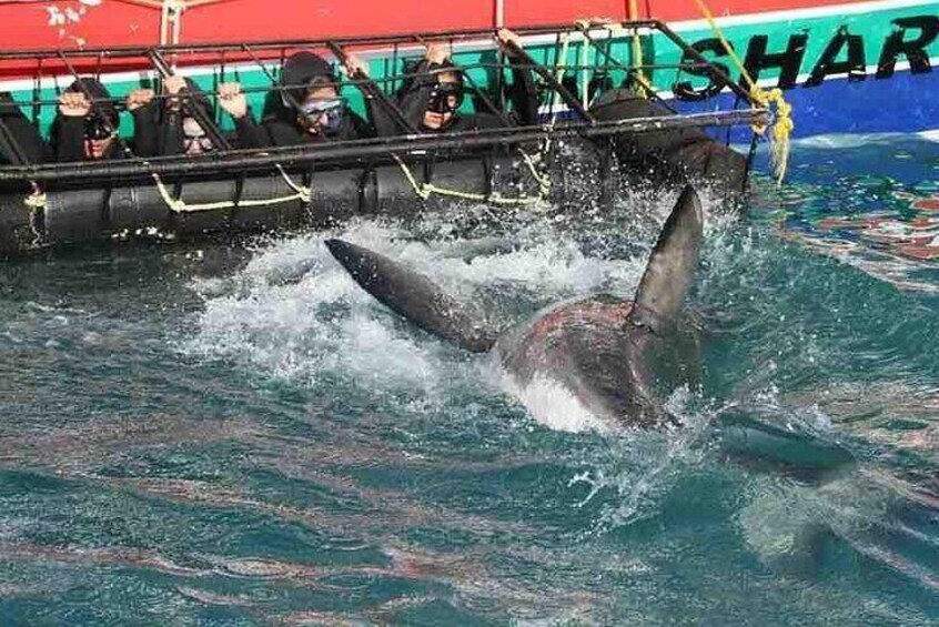 Shark Cage Diving and Viewing from Cape Town