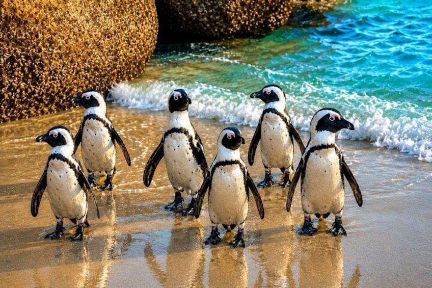 Half-Day Boulders Beach Penguins Tour 1