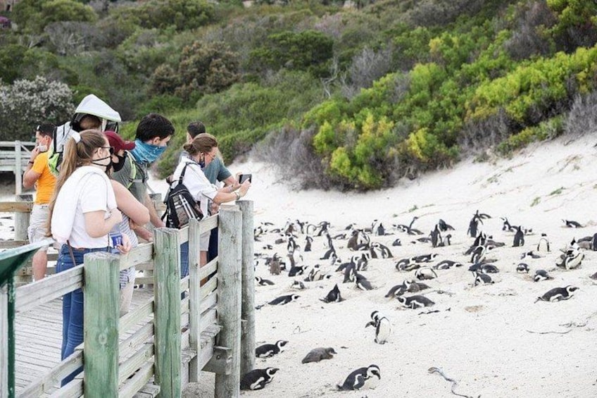 Half-Day Boulders Beach Penguins Tour 5