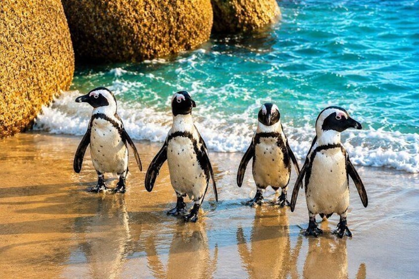 Half-Day Boulders Beach Penguins Tour 2