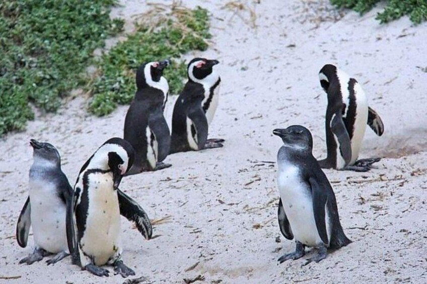 Half-Day Boulders Beach Penguins Tour 2