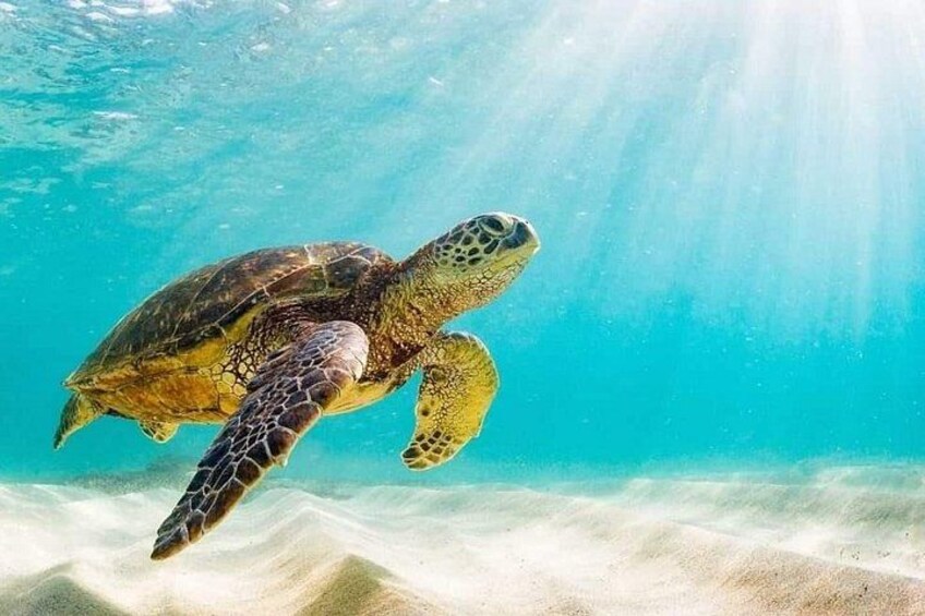 Swimming with turtles at green cay one of our 3 stops 5