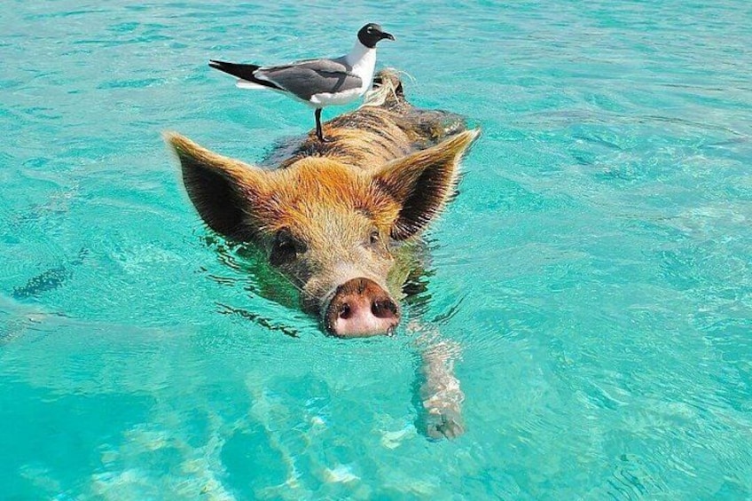 Rose Island 3 Island Luxury Private Tour(8hrs) 1