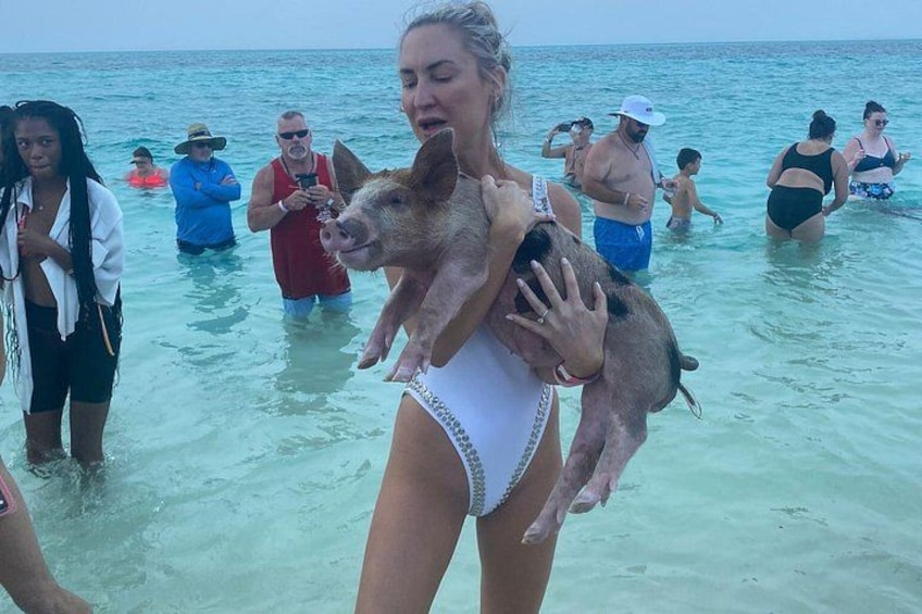 Swimming pigs at rose island 4