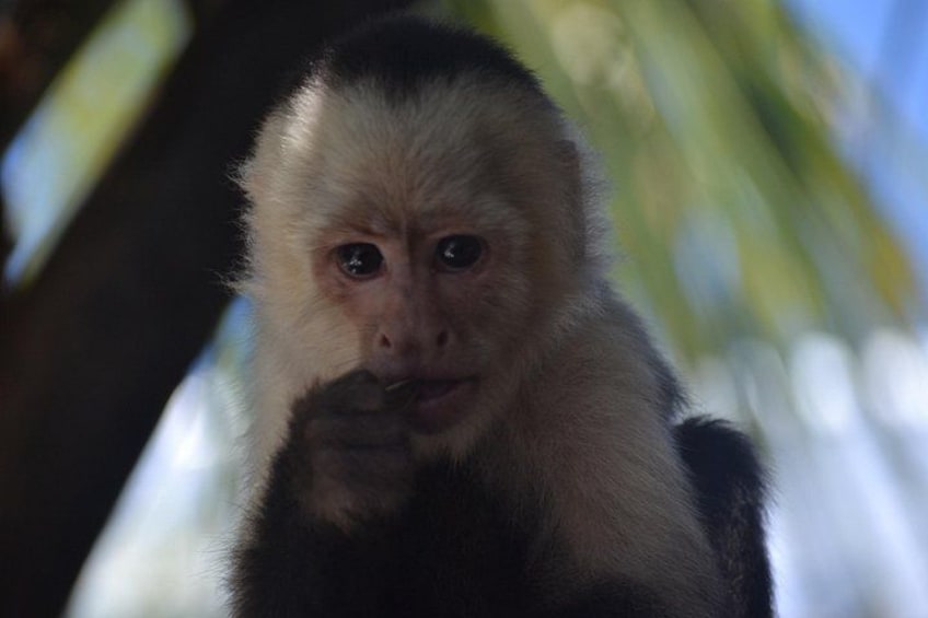 Roatan Monkey and Sloth Sanctuary and Beach Break 2