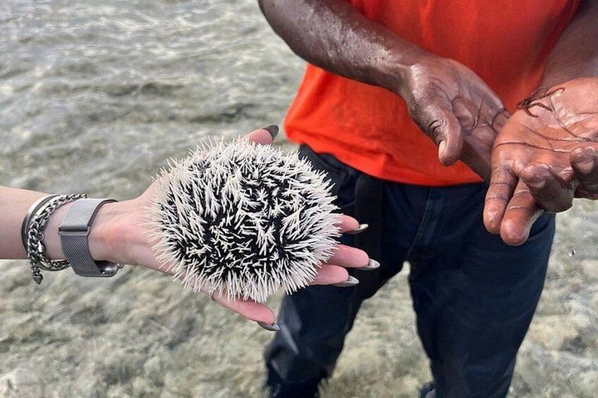 Sea urchins at the famous "Moses Walk" 2