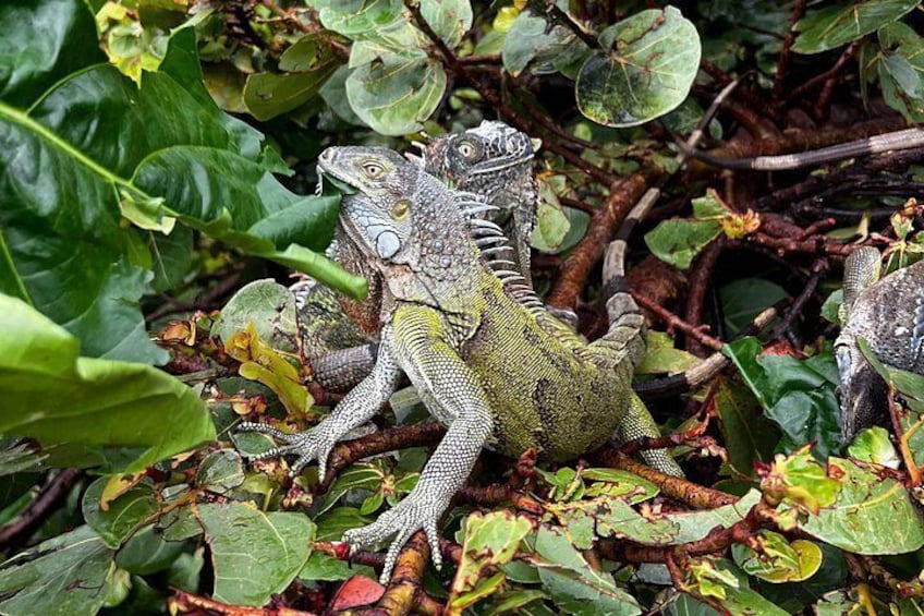 Iguana Feeding 4