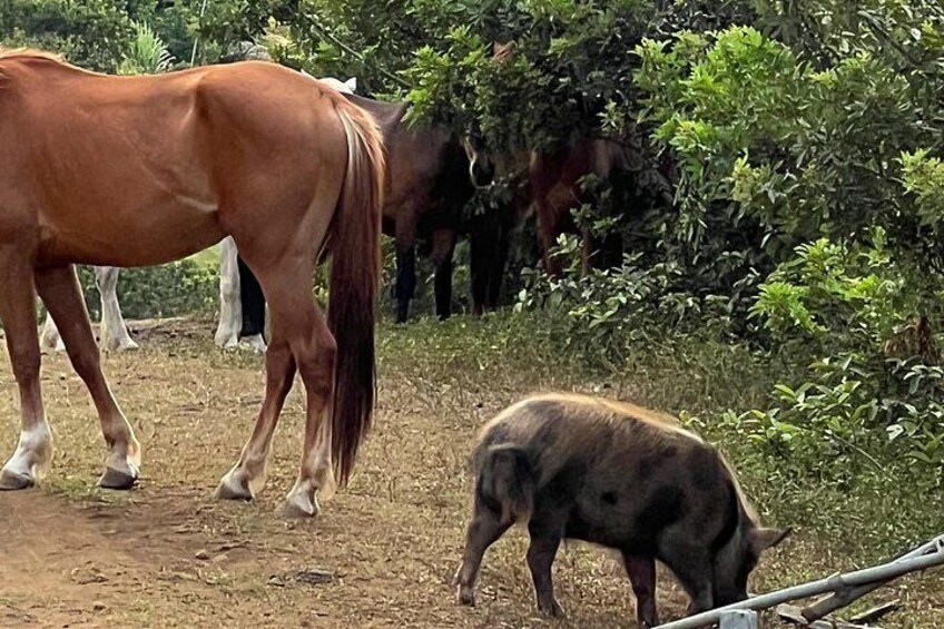 Un caballo marrón y un cerdo en un entorno natural con vegetación y árboles. 3
