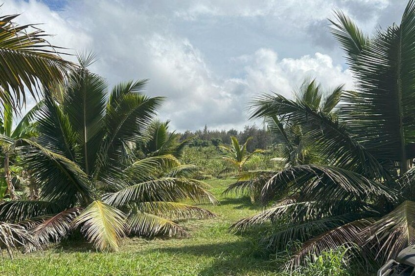 Un paysage tropical avec des palmiers et un champ d’herbe sous un ciel partiellement nuageux. 2