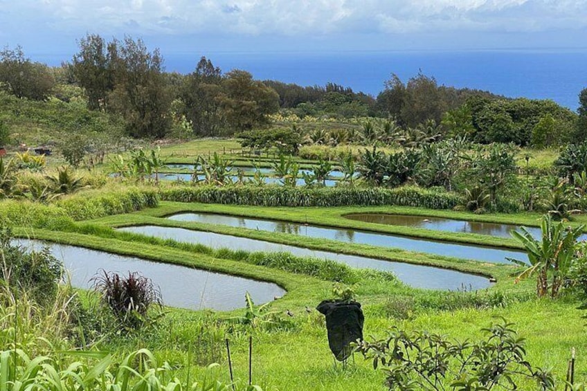 Campos de arroz en terrazas, un contenedor de basura negro y una masa de agua. 4