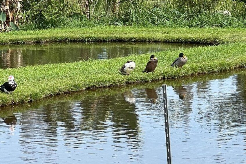 Hawaiian Ducks 4