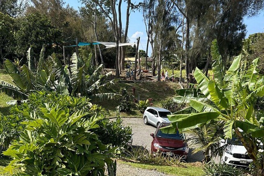 Waipio Fruits Stand's Jungle Gym (best Smoothies on Island 3