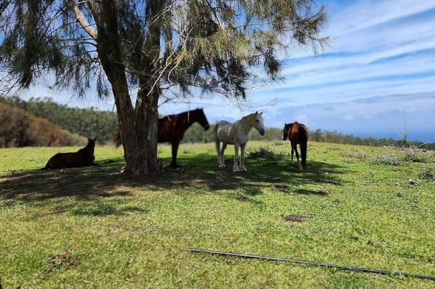 horses enjoying shade 2