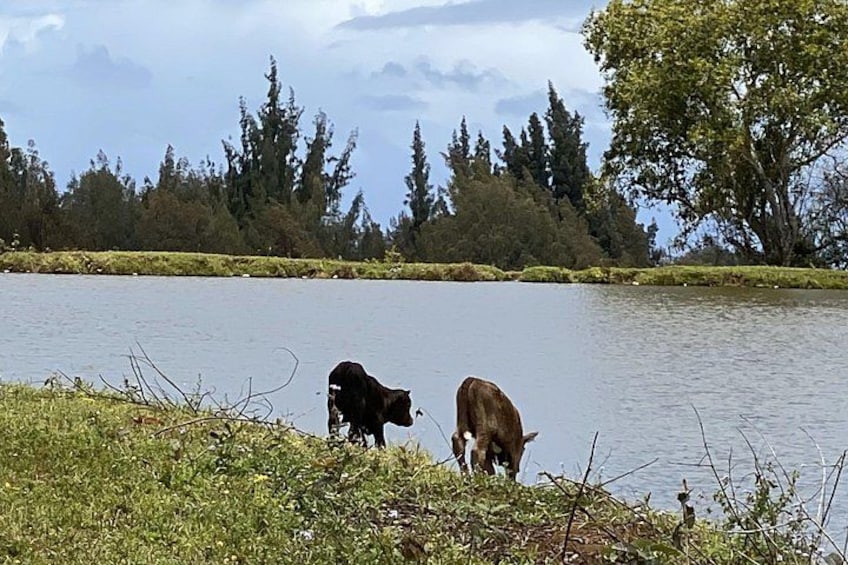 Two cows near a lake with trees in the background. 3