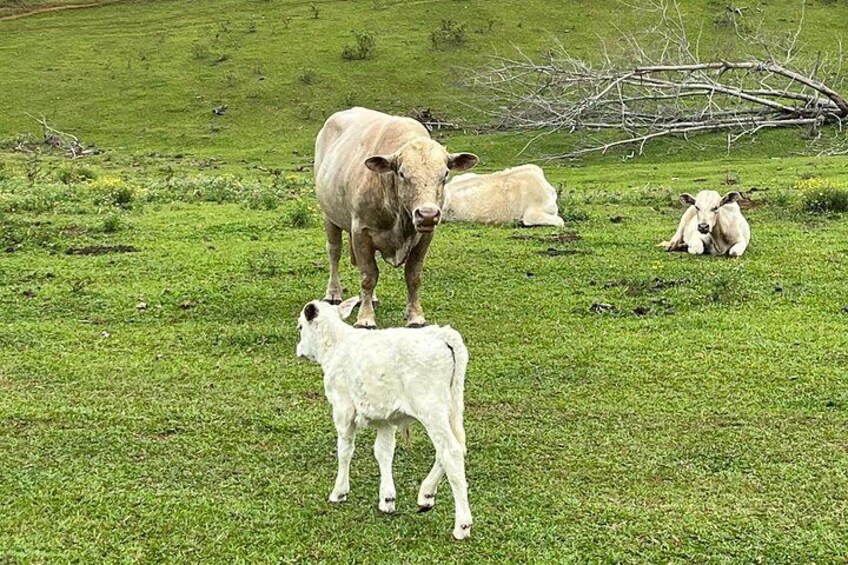 225 head of breeding cattle 3