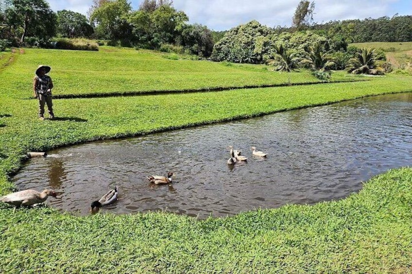 A person standing by a pond with ducks swimming, surrounded by green fields and trees. 2