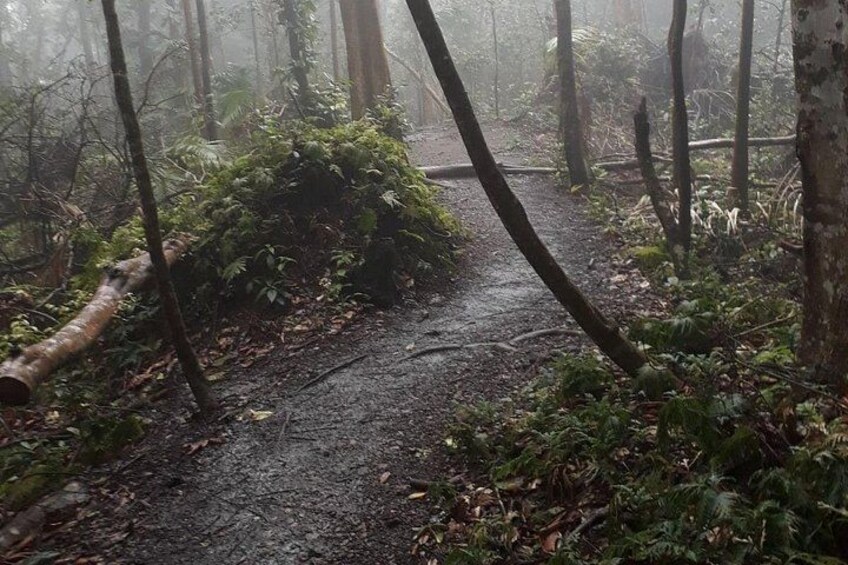St. Kitts Rainforest Rumble (with Snacks) 5