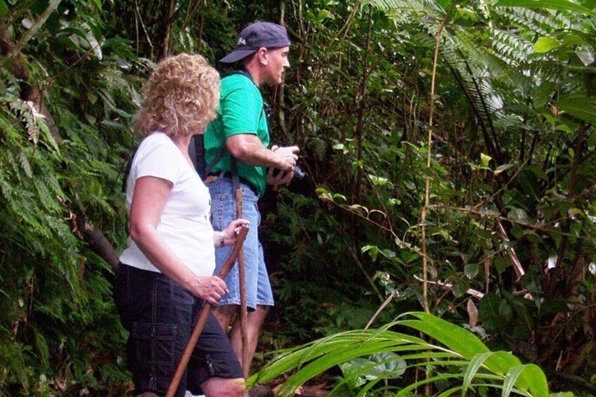 St. Kitts Rainforest Rumble (with Snacks) 4
