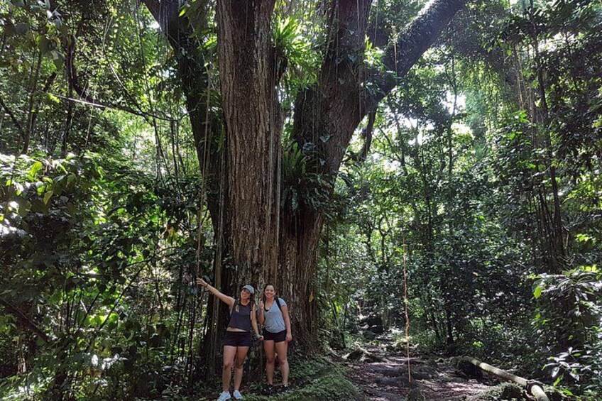 St. Kitts Rainforest Rumble (with Snacks) 2
