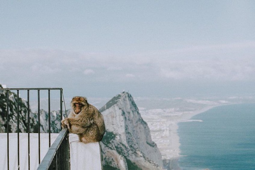 A monkey sitting on a railing overlooking a coastal landscape with a mountain in the background. 1