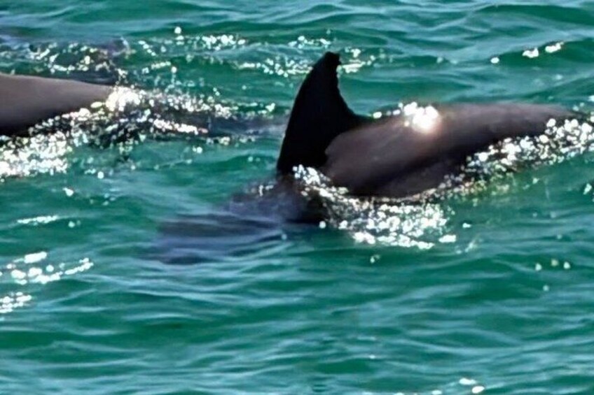 Frisky Mermaid Scenic Bay Cruise + Snorkeling Stop + Equipment 5