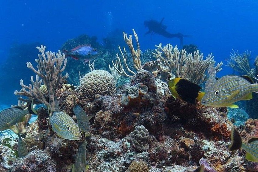 A vibrant underwater scene with coral reefs, various fish species, and a diver in the background. 2