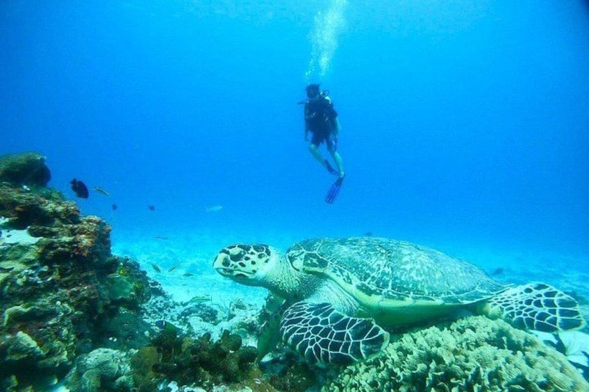 A diver underwater with a sea turtle. 3