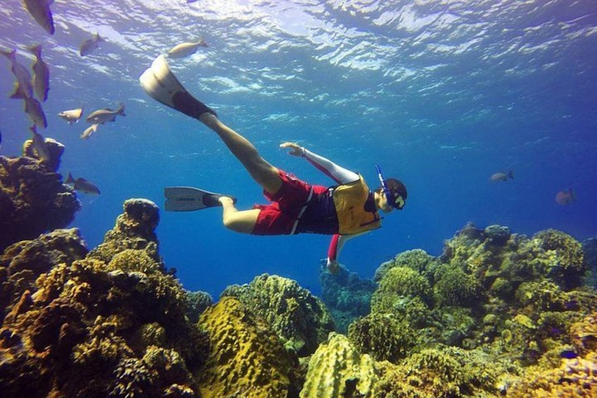 A person scuba diving underwater with coral reefs and fish. 5