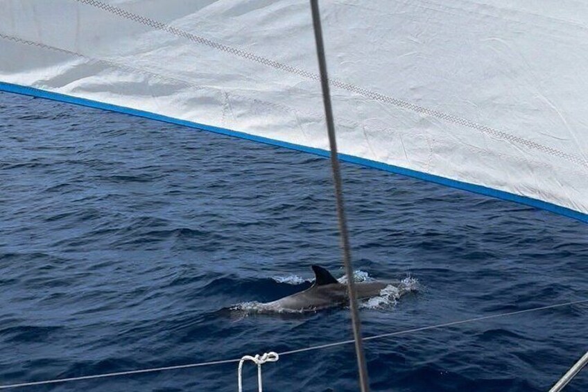 Ein Delfin schwimmt in der Nähe eines Bootes mit einem weißen Netz. 3