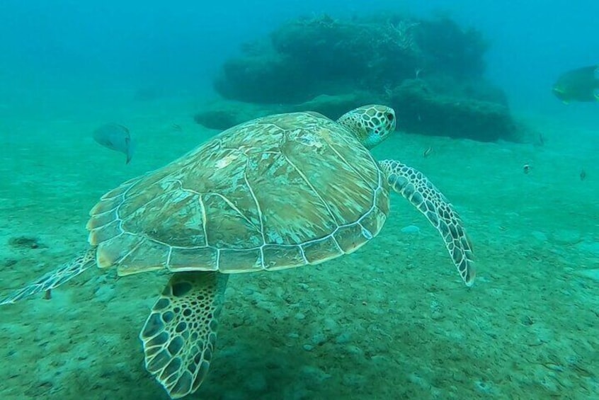 2-Hour Snorkel Guided Experience in the Blue Heron Bridge