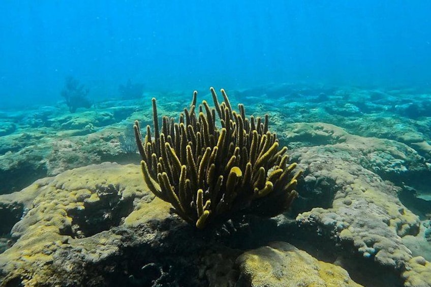 A coral reef with a prominent yellow coral structure. 2