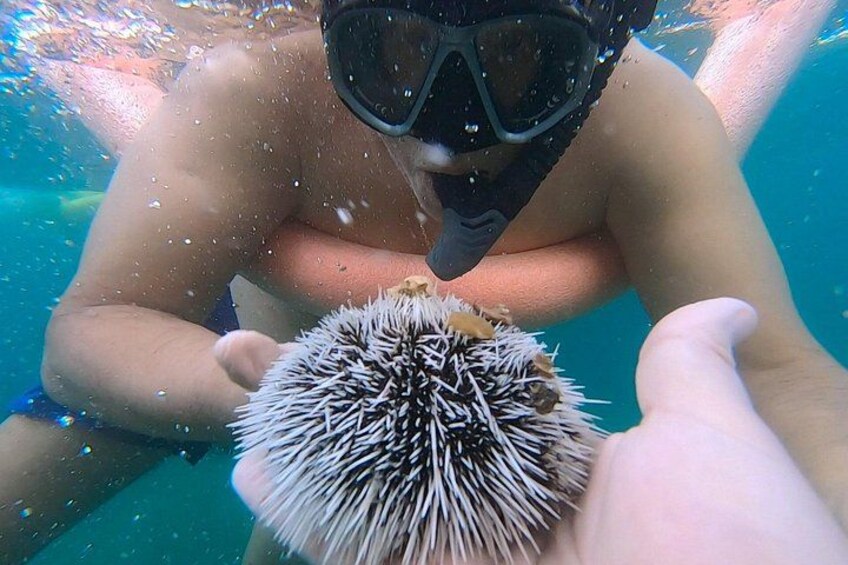 A person underwater holding a sea urchin. 5