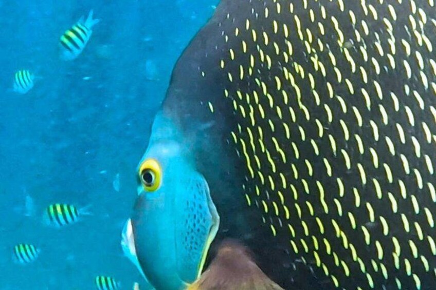 A large fish with yellow stripes swimming near a blue fish. 3