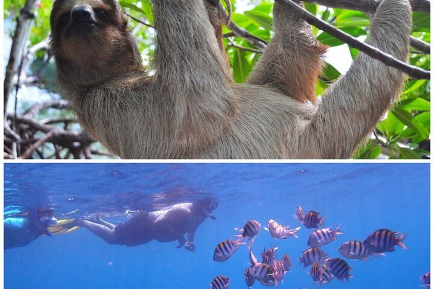 Roatan Drift Snorkel and Monkey/Sloth Sanctuary Tour 1