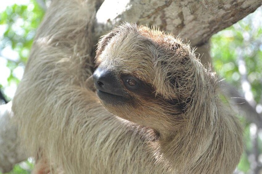 Roatan Drift Snorkel and Monkey/Sloth Sanctuary Tour 2