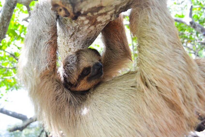 Roatan Drift Snorkel and Monkey/Sloth Sanctuary Tour 2