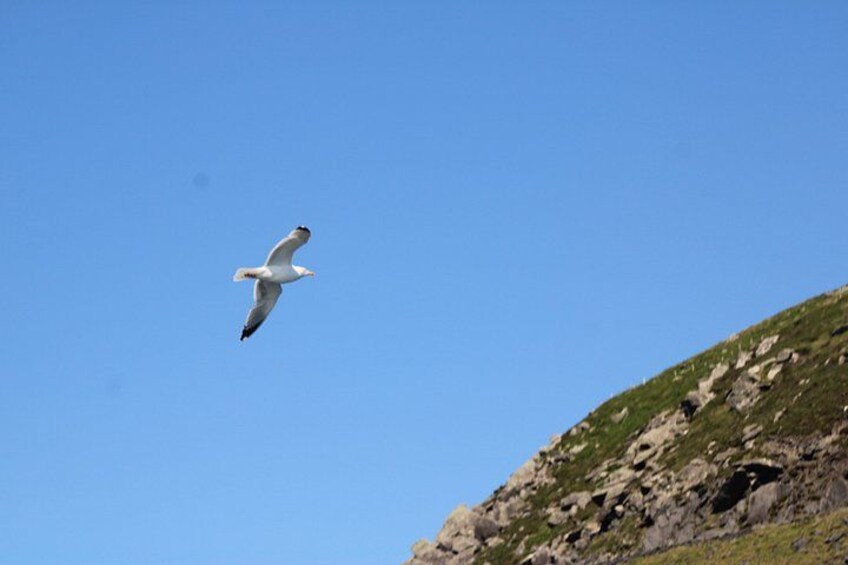 Una gaviota volando sobre un cielo azul despejado. 2